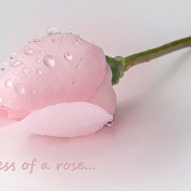 the sadness of a rose. von Marco Jansen
