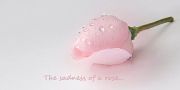 the sadness of a rose. van Marco Jansen