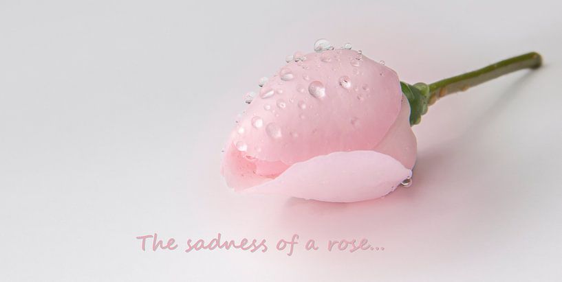 the sadness of a rose. by Marco Jansen