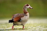 Nilgans