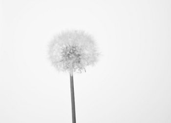 Paardenbloem dandelion