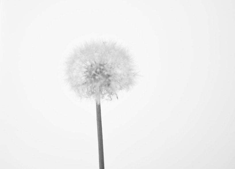 Paardenbloem dandelion by Diana Edwards
