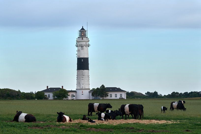 Lighthouse and cows in partner look by Bodo Balzer