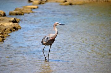 Roodhalsreiger in Curaçao van Karel Frielink