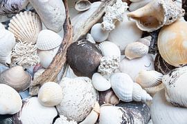 Schelpen in een schaal van Margreet Piek