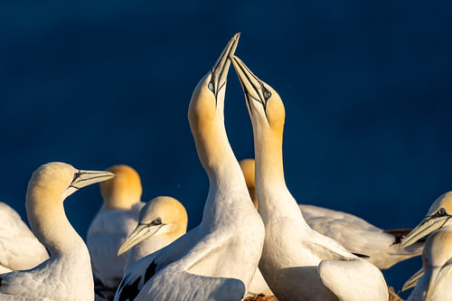 Northern Gannet Pair Greeting Ritual in Colony