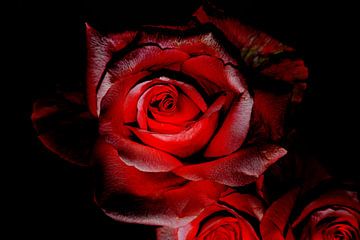 ROZE LIEFDE van Photoart-Naegele