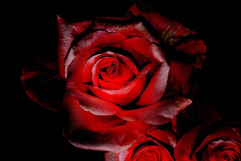 ROZE LIEFDE van Photoart-Naegele