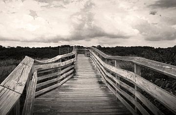 Path from the beach by juvani photo