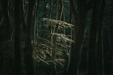 Donker woud van Thomas Kuipers