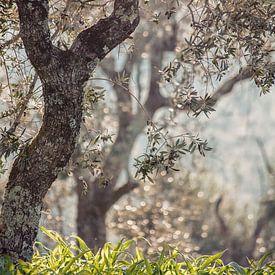 olijfbomen in Portugal van Huib Vintges