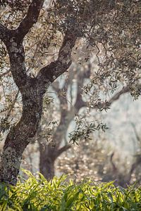 olivier en Portugal sur Huib Vintges