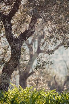 olive trees in Portugal by Huib Vintges