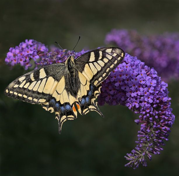 Swallowtail by Dieter Beselt