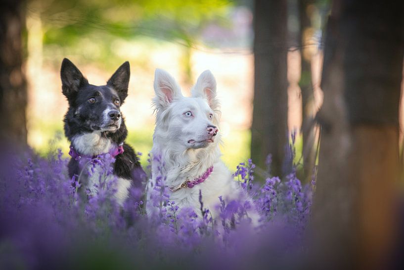 In the wood of bluebells by Sabine Böke-Bergau