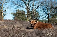 Scottish highlander