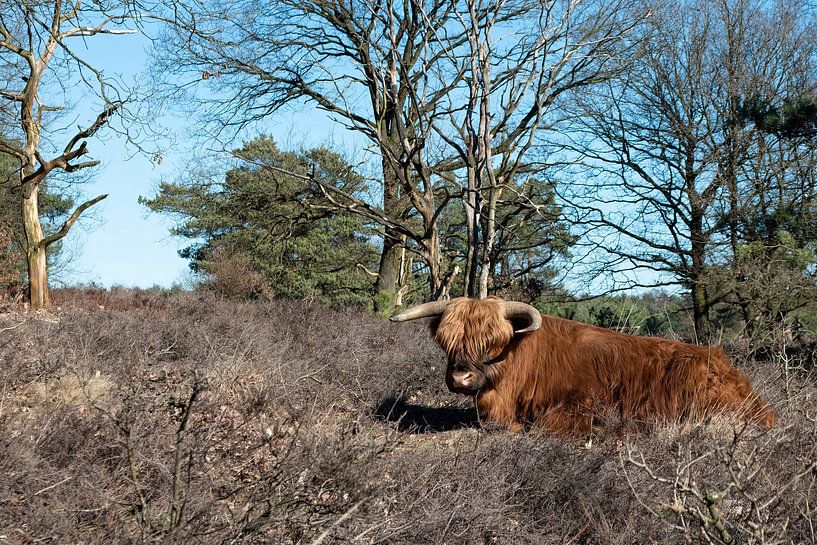 Scottish highlander by Siousias Photography