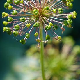 Alium uitgebloeid van Karin Maartense