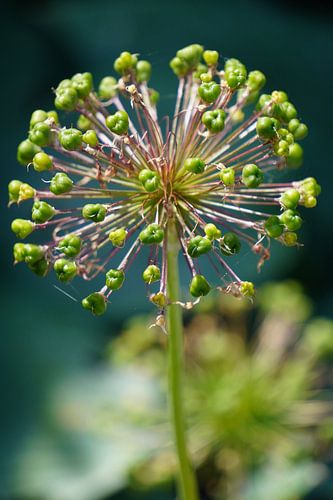 Alium blossomed