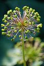 Alium uitgebloeid van Karin Maartense thumbnail