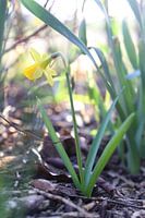 Versteckte erste Blume