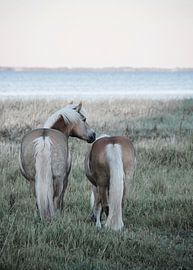 Haflinger Horses at Draaby Bay by Lene Shannon