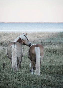 Haflingerpaarden in Draaby Bay