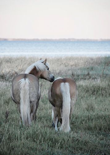 Haflinger-Pferde in Draaby Bay