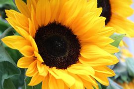 Zonnebloem von Loorsin