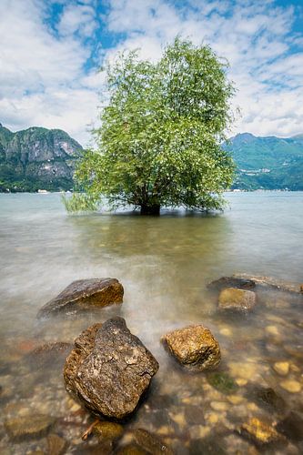 Baum im Comer See bei Bellagio