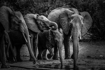 Drinkende olifanten van Kim de Vos  - Carpe Diem