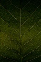 Blatt mit goldenen Adern