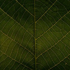 Blatt mit goldenen Adern von Ilse Jansen