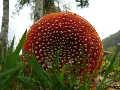 Rood met witte stippen