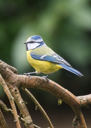 The Blue Tit