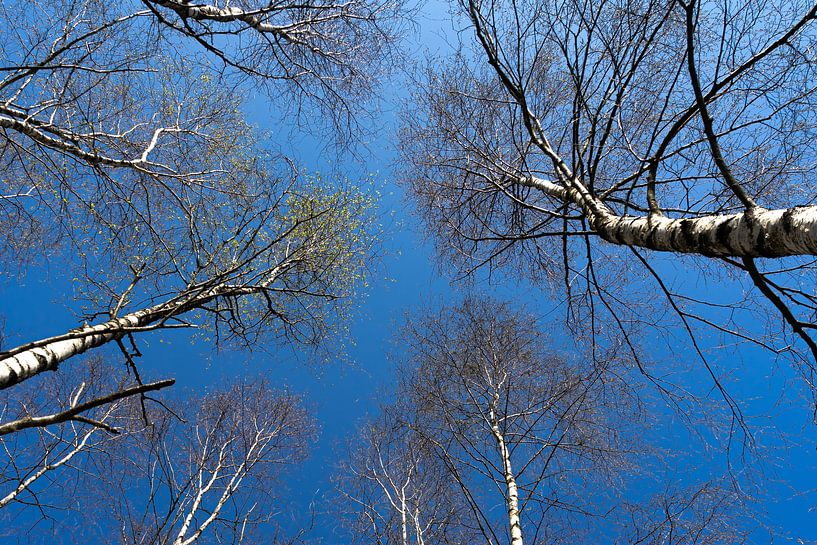 Ontspringende lente van Floris van Woudenberg