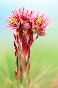 Berghuislook (Sempervivum montanum)