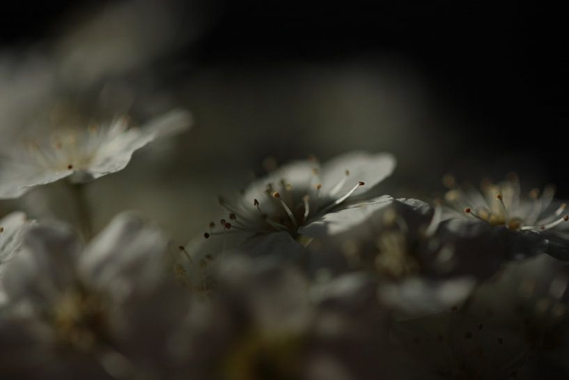 witte rust von Nanda Nieuwhoff-de Groot
