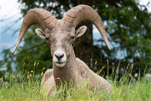 Eenhoornschapen (Ovis canadensis), Kootenay National Park, British Columbia, Canada