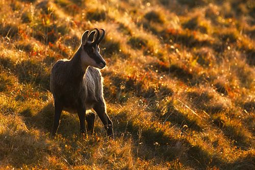 Gams im Morgenlicht
