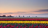 Tulpen bij zonsopkomst van John Leeninga thumbnail