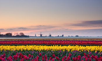 Tulipes au lever du soleil