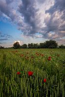 Poppy Field