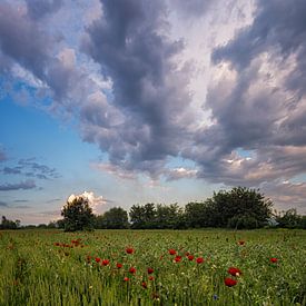 Poppy Field van Rilind Hoxha