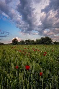 Poppy Field von Rilind Hoxha