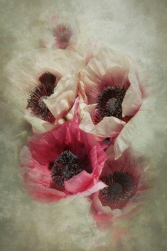 Zomer papaver