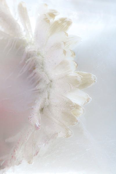 Frozen Beauty by Gerry van Roosmalen