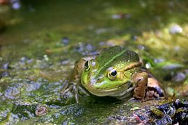 lachende kikker van eddy Peelman