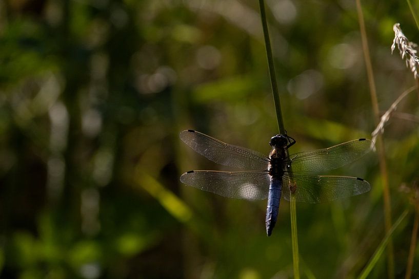 Der Flug der Libelle ist schnell, aber kontrolliert von femke aarden