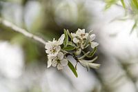 White blossom
